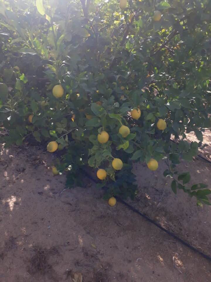 Aton Green Egypt Fresh Fruits & Vegetables